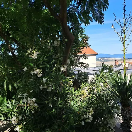 The Fig And Olive * 卓得诺沃